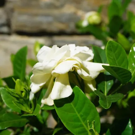 Muses 게스트하우스