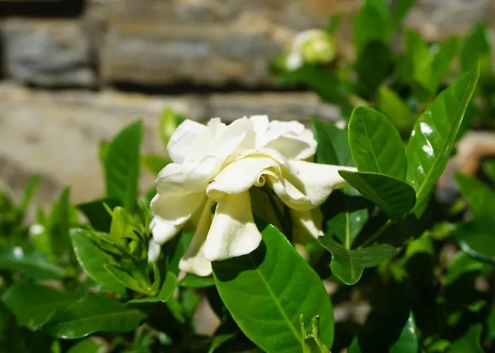 Muses Casa de hóspedes